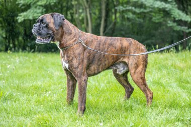Güzel 3 yaşında safkan altın sarısı Alman boksör köpek yavrusu zıplayarak açık havada atış yapıyor..
