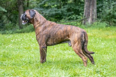 Güzel 3 yaşında safkan altın sarısı Alman boksör köpek yavrusu zıplayarak açık havada atış yapıyor..