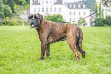 Güzel 3 yaşında safkan altın sarısı Alman boksör köpek yavrusu zıplayarak açık havada atış yapıyor..