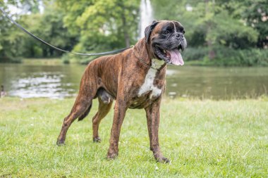 Güzel 3 yaşında safkan altın sarısı Alman boksör köpek yavrusu zıplayarak açık havada atış yapıyor..
