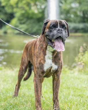 Güzel 3 yaşında safkan altın sarısı Alman boksör köpek yavrusu zıplayarak açık havada atış yapıyor..