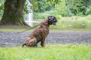Güzel 3 yaşında safkan altın sarısı Alman boksör köpek yavrusu zıplayarak açık havada atış yapıyor..