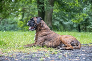 Güzel 3 yaşında safkan altın sarısı Alman boksör köpek yavrusu zıplayarak açık havada atış yapıyor..