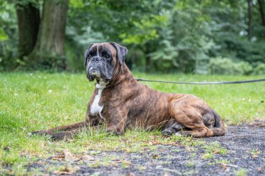 Güzel 3 yaşında safkan altın sarısı Alman boksör köpek yavrusu zıplayarak açık havada atış yapıyor..