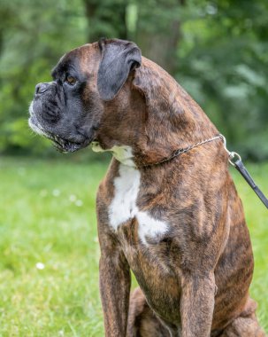 Güzel 3 yaşında safkan altın sarısı Alman boksör köpek yavrusu zıplayarak açık havada atış yapıyor..