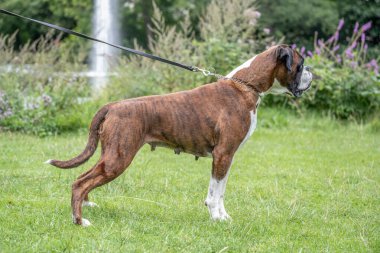 Güzel 3 yaşında safkan altın sarısı Alman boksör köpek yavrusu zıplayarak açık havada atış yapıyor..