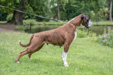 Güzel 3 yaşında safkan altın sarısı Alman boksör köpek yavrusu zıplayarak açık havada atış yapıyor..