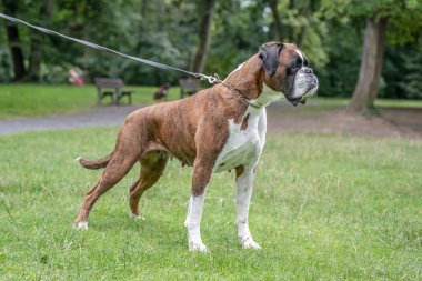Güzel 3 yaşında safkan altın sarısı Alman boksör köpek yavrusu zıplayarak açık havada atış yapıyor..