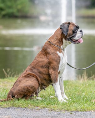 Güzel 3 yaşında safkan altın sarısı Alman boksör köpek yavrusu zıplayarak açık havada atış yapıyor..