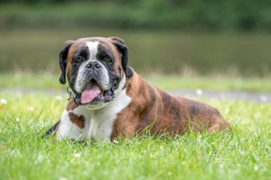 Güzel 3 yaşında safkan altın sarısı Alman boksör köpek yavrusu zıplayarak açık havada atış yapıyor..