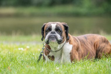 Güzel 3 yaşında safkan altın sarısı Alman boksör köpek yavrusu zıplayarak açık havada atış yapıyor..