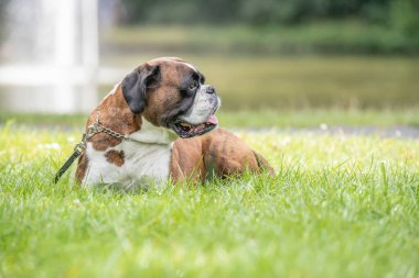 Güzel 3 yaşında safkan altın sarısı Alman boksör köpek yavrusu zıplayarak açık havada atış yapıyor..