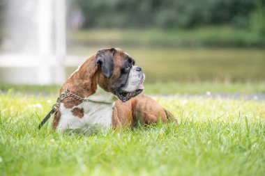 Güzel 3 yaşında safkan altın sarısı Alman boksör köpek yavrusu zıplayarak açık havada atış yapıyor..