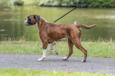 Güzel 3 yaşında safkan altın sarısı Alman boksör köpek yavrusu zıplayarak açık havada atış yapıyor..