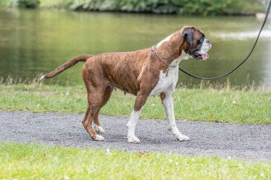Güzel 3 yaşında safkan altın sarısı Alman boksör köpek yavrusu zıplayarak açık havada atış yapıyor..