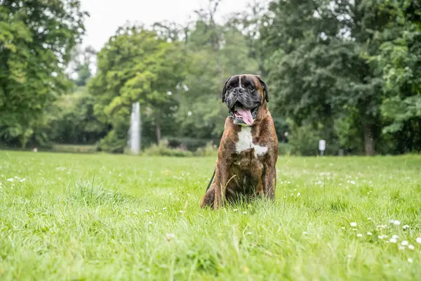 Güzel 3 yaşında safkan altın sarısı Alman boksör köpek yavrusu zıplayarak açık havada atış yapıyor..