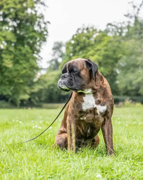 Güzel 3 yaşında safkan altın sarısı Alman boksör köpek yavrusu zıplayarak açık havada atış yapıyor..