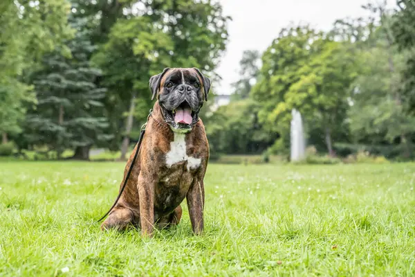 Güzel 3 yaşında safkan altın sarısı Alman boksör köpek yavrusu zıplayarak açık havada atış yapıyor..