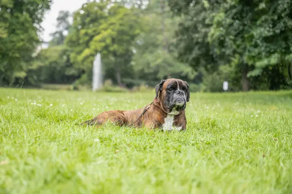 Güzel 3 yaşında safkan altın sarısı Alman boksör köpek yavrusu zıplayarak açık havada atış yapıyor..