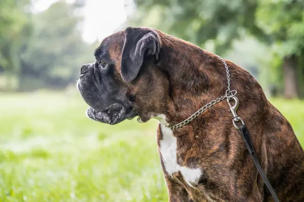 Güzel 3 yaşında safkan altın sarısı Alman boksör köpek yavrusu zıplayarak açık havada atış yapıyor..
