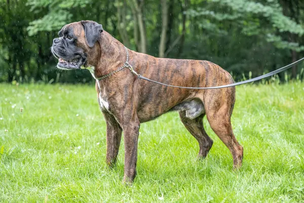 Güzel 3 yaşında safkan altın sarısı Alman boksör köpek yavrusu zıplayarak açık havada atış yapıyor..