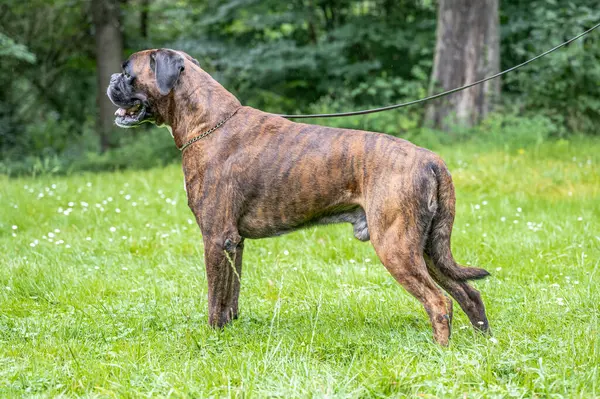 Güzel 3 yaşında safkan altın sarısı Alman boksör köpek yavrusu zıplayarak açık havada atış yapıyor..