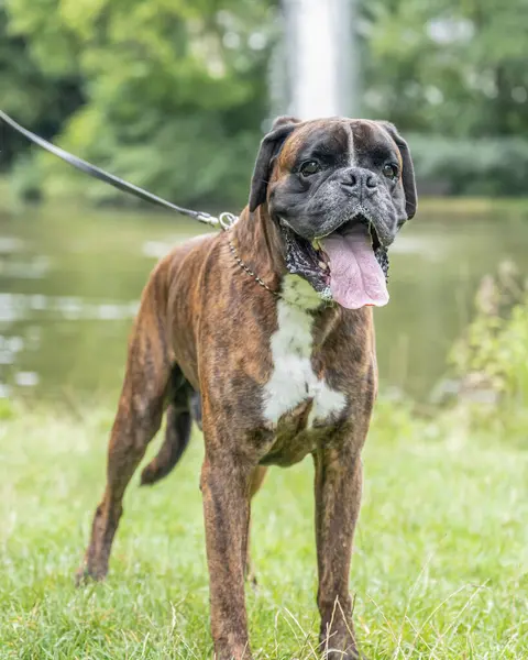 Güzel 3 yaşında safkan altın sarısı Alman boksör köpek yavrusu zıplayarak açık havada atış yapıyor..