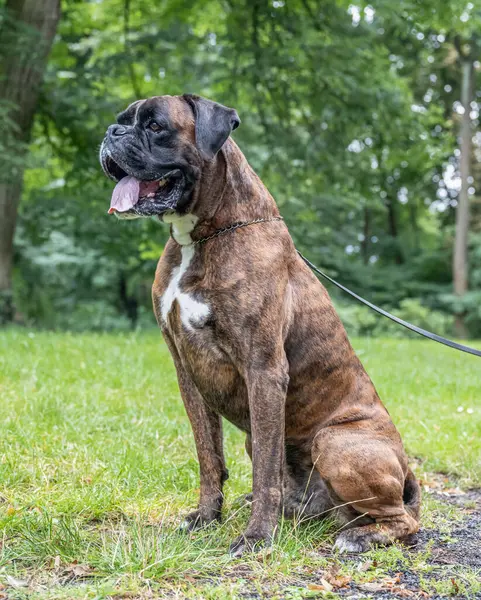 Güzel 3 yaşında safkan altın sarısı Alman boksör köpek yavrusu zıplayarak açık havada atış yapıyor..