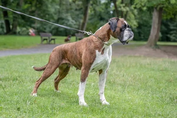 Güzel 3 yaşında safkan altın sarısı Alman boksör köpek yavrusu zıplayarak açık havada atış yapıyor..