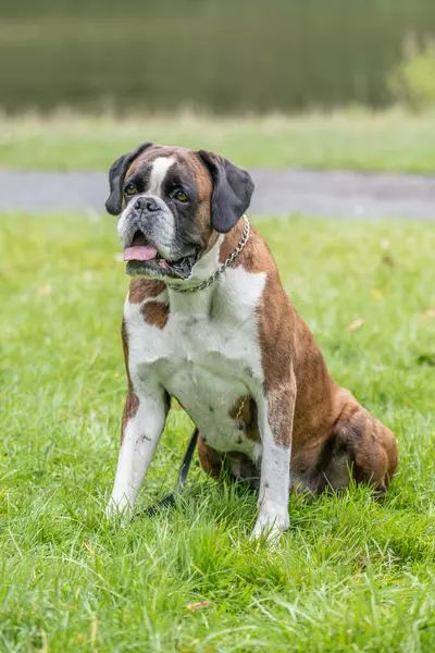 Güzel 3 yaşında safkan altın sarısı Alman boksör köpek yavrusu zıplayarak açık havada atış yapıyor..