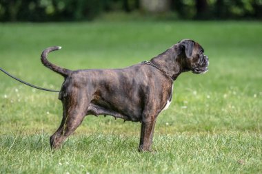 Güzel 3 yaşında safkan altın sarısı Alman boksör köpek yavrusu zıplayarak açık havada atış yapıyor..