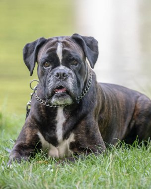 Güzel 3 yaşında safkan altın sarısı Alman boksör köpek yavrusu zıplayarak açık havada atış yapıyor..