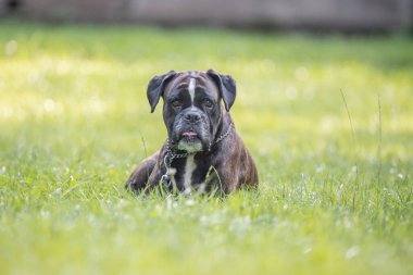 Güzel 3 yaşında safkan altın sarısı Alman boksör köpek yavrusu zıplayarak açık havada atış yapıyor..