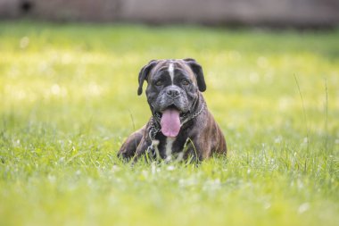 Güzel 3 yaşında safkan altın sarısı Alman boksör köpek yavrusu zıplayarak açık havada atış yapıyor..