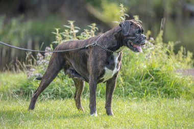 Güzel 3 yaşında safkan altın sarısı Alman boksör köpek yavrusu zıplayarak açık havada atış yapıyor..