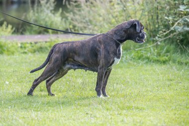 Güzel 3 yaşında safkan altın sarısı Alman boksör köpek yavrusu zıplayarak açık havada atış yapıyor..