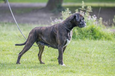 Güzel 3 yaşında safkan altın sarısı Alman boksör köpek yavrusu zıplayarak açık havada atış yapıyor..