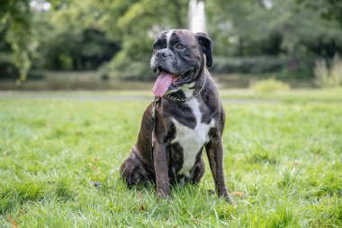 Güzel 3 yaşında safkan altın sarısı Alman boksör köpek yavrusu zıplayarak açık havada atış yapıyor..