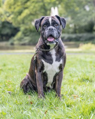 Güzel 3 yaşında safkan altın sarısı Alman boksör köpek yavrusu zıplayarak açık havada atış yapıyor..