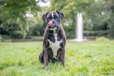 Güzel 3 yaşında safkan altın sarısı Alman boksör köpek yavrusu zıplayarak açık havada atış yapıyor..