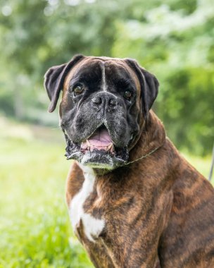 Güzel 3 yaşında safkan altın sarısı Alman boksör köpek yavrusu zıplayarak açık havada atış yapıyor..