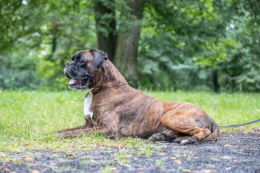 Güzel 3 yaşında safkan altın sarısı Alman boksör köpek yavrusu zıplayarak açık havada atış yapıyor..