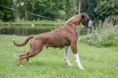 Güzel 3 yaşında safkan altın sarısı Alman boksör köpek yavrusu zıplayarak açık havada atış yapıyor..