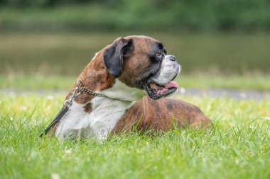 Güzel 3 yaşında safkan altın sarısı Alman boksör köpek yavrusu zıplayarak açık havada atış yapıyor..