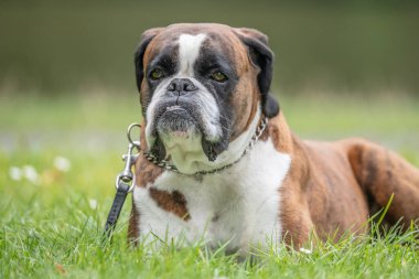 Güzel 3 yaşında safkan altın sarısı Alman boksör köpek yavrusu zıplayarak açık havada atış yapıyor..