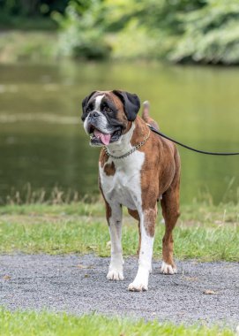 Güzel 3 yaşında safkan altın sarısı Alman boksör köpek yavrusu zıplayarak açık havada atış yapıyor..