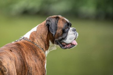 Güzel 3 yaşında safkan altın sarısı Alman boksör köpek yavrusu zıplayarak açık havada atış yapıyor..