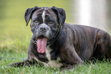 Güzel 3 yaşında safkan altın sarısı Alman boksör köpek yavrusu zıplayarak açık havada atış yapıyor..