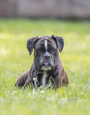 Güzel 3 yaşında safkan altın sarısı Alman boksör köpek yavrusu zıplayarak açık havada atış yapıyor..