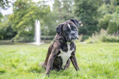 Güzel 3 yaşında safkan altın sarısı Alman boksör köpek yavrusu zıplayarak açık havada atış yapıyor..